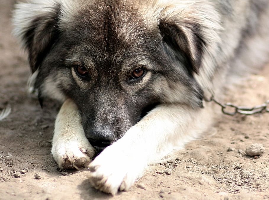 This dog isn't getting proper engagement because of dog chaining.