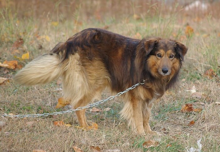 Dog chaining a dog like this can lead to fear and agression.