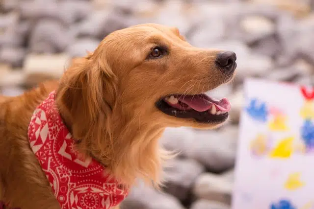 A Golden Retriever wearing a red bandanna