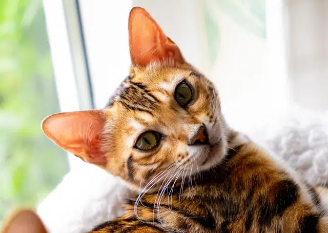 bengals are the only domestic cats with ancestry from the african wild cat and leopard cat