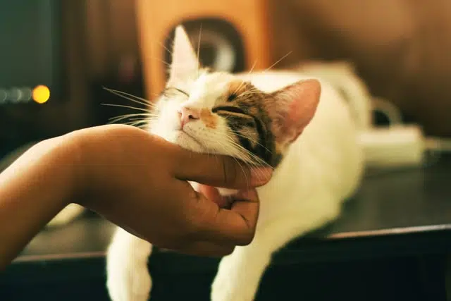 white and tabby domestic cat being stroked under chin