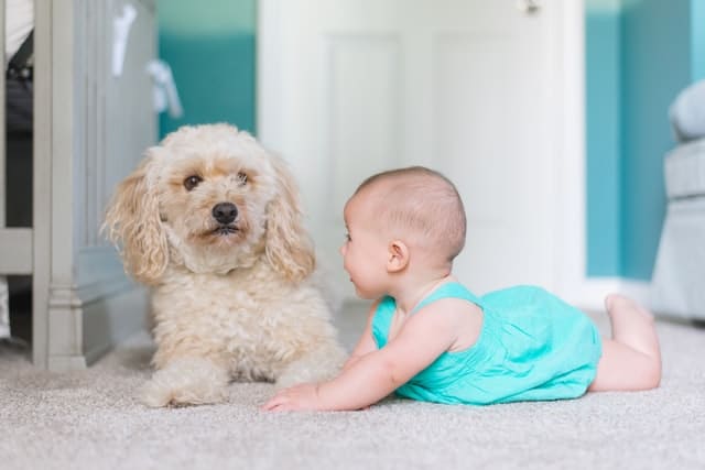 Dog is introduced to baby. 