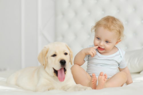 Dog and baby are friends because parents following the introduce your dog to your baby steps.