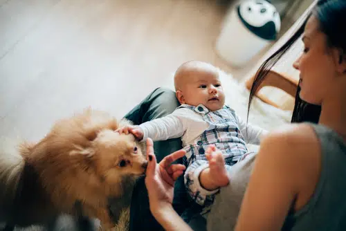 A parent practices ways to introduce your dog to your baby.