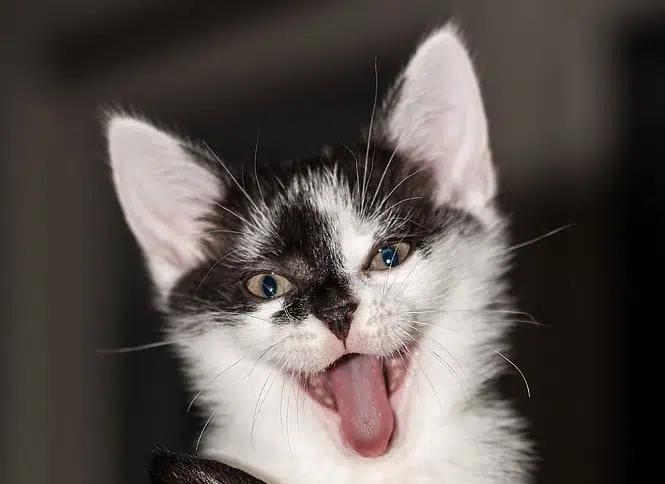 How to speak well is easy if you understand this kittens body language,
