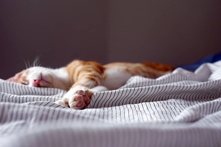 This ginger cat has had flea and tick treatment for dogs and cats