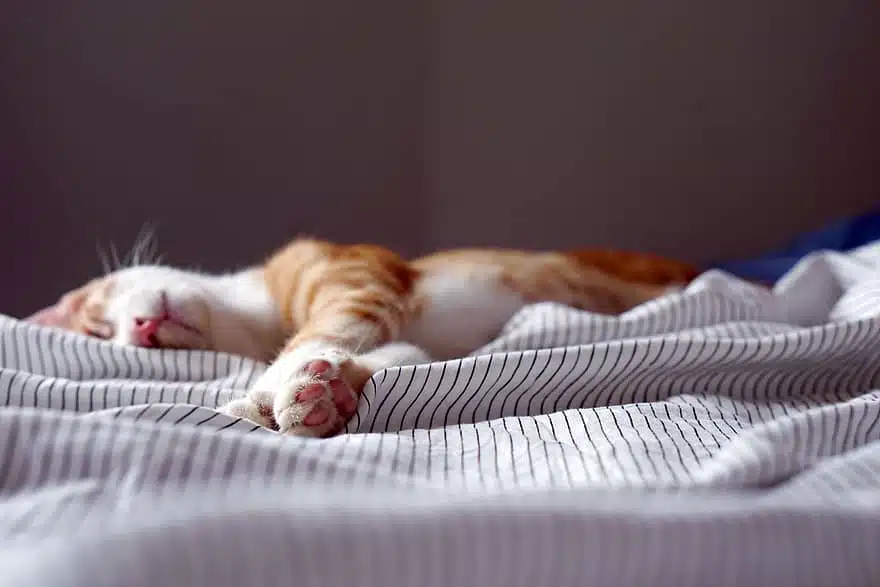 It can take time to deal with the loss of a pet cat.