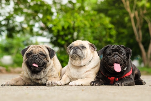 three pugs lying in a row