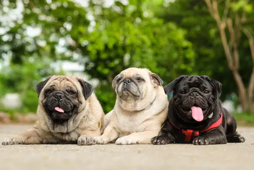 three pugs lying in a row