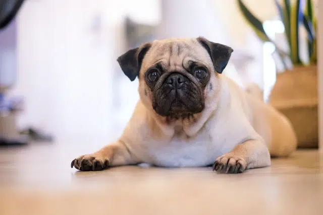 pug lying down on floor