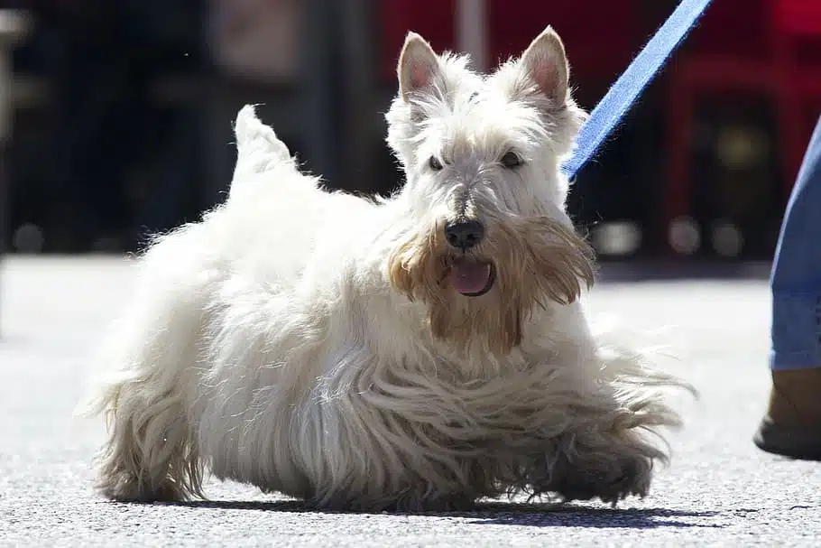 A Scottish Terrier with wheaten fur. 