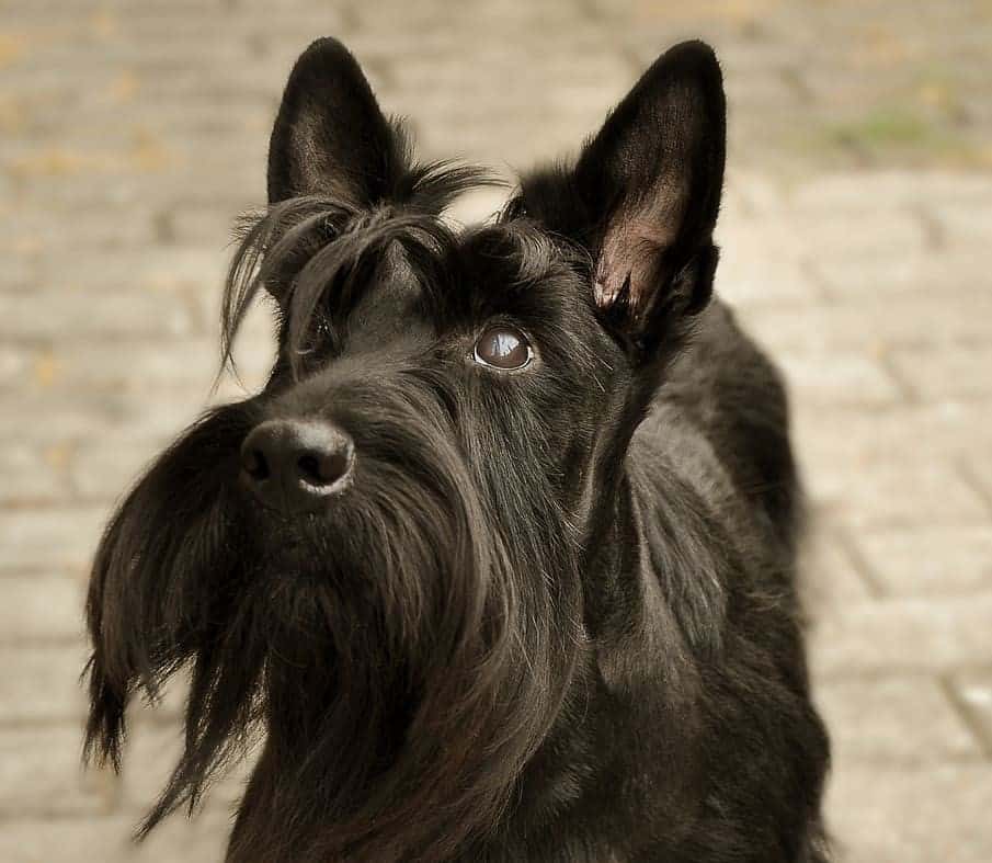 Scottish Terrier The “Die Hard” Dog PD Insurance