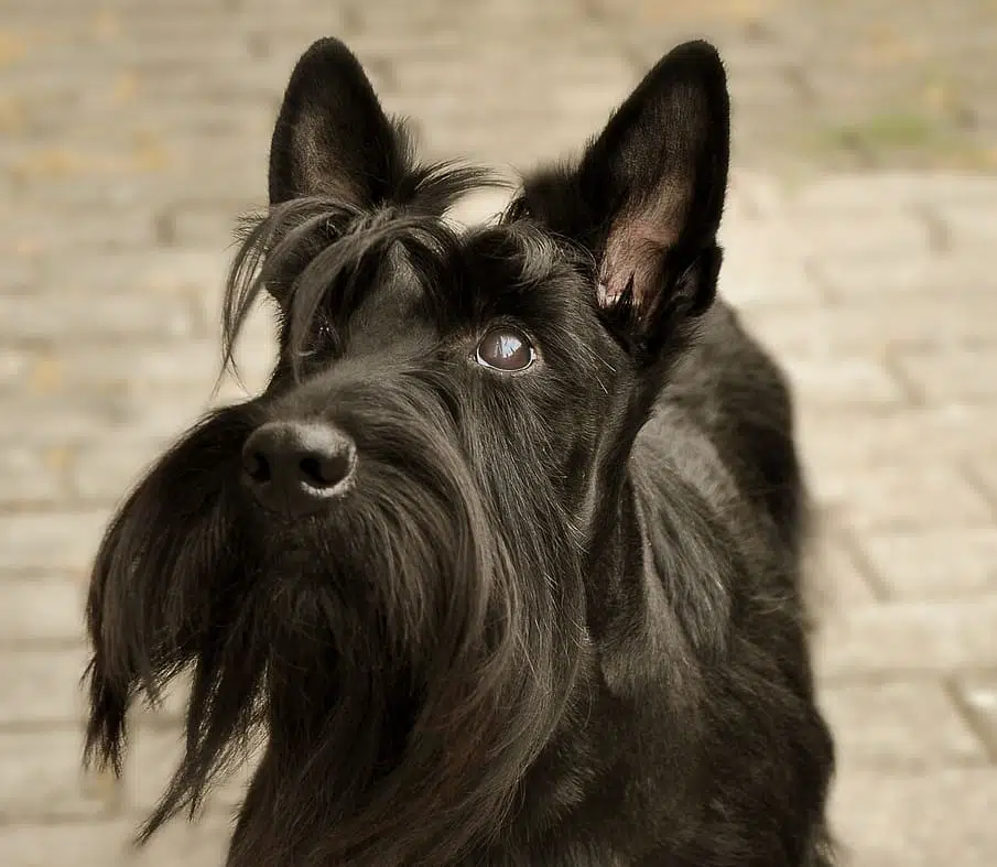 A Scottish Terrier with black fur.