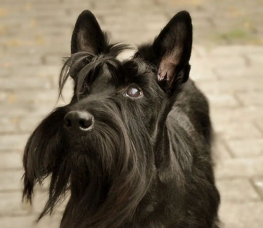 are scottish terriers the breed for you