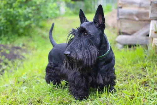A black haired Scottish Terrier.