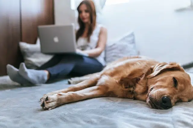woman sitting on bed with laptop and golden retriever dog