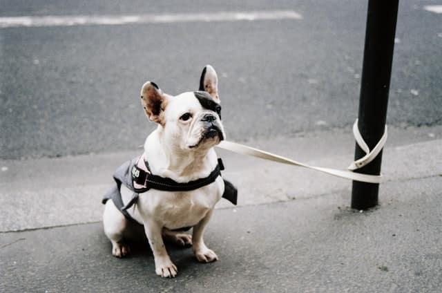 A dog left outside a store alone can easily join the stolen dogs statistics.