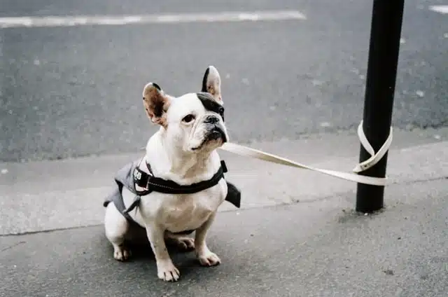 A dog left outside a store alone can easily join the stolen dogs statistics.