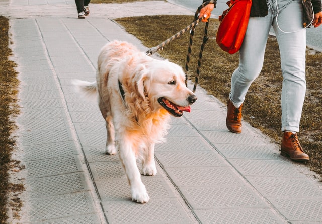 Stolen dogs have even been snatched from their owners while walking in the street.