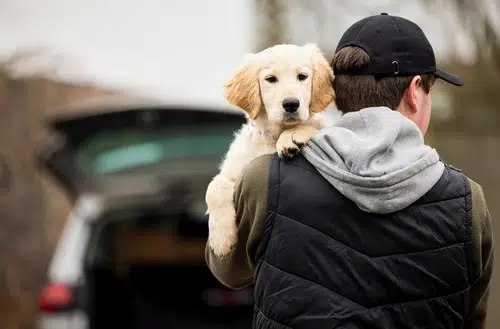 Stolen dogs on the rise include this Labrador