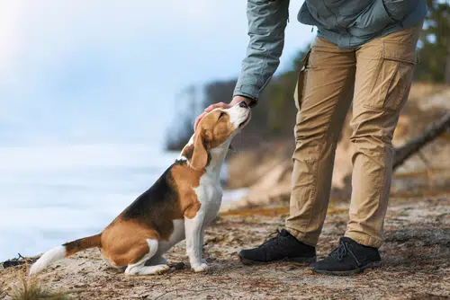 Positive reinforcement dog training can be done through praise and petting.