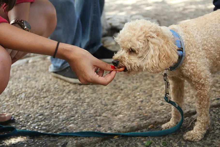 This dog owner uses positive reinforcement dog training.