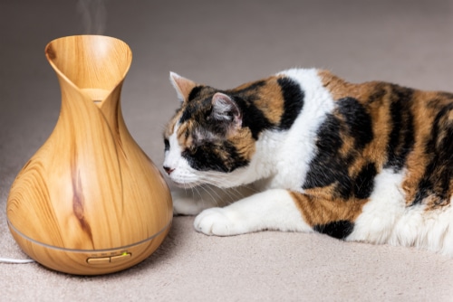 Essential oil diffuser being sniffed by cat