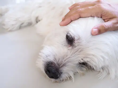 dog CPR has saved this dog's life.