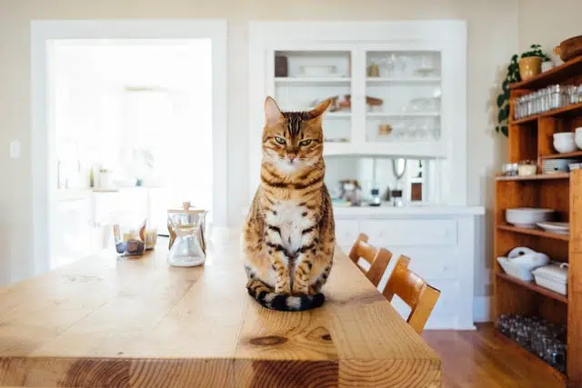 tabby cat sitting glaring on newly constructed wooden table in kitchen