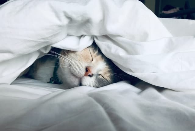 ginger and white cat lying under covers in bed for long sleep. Find out about cat age in human years 