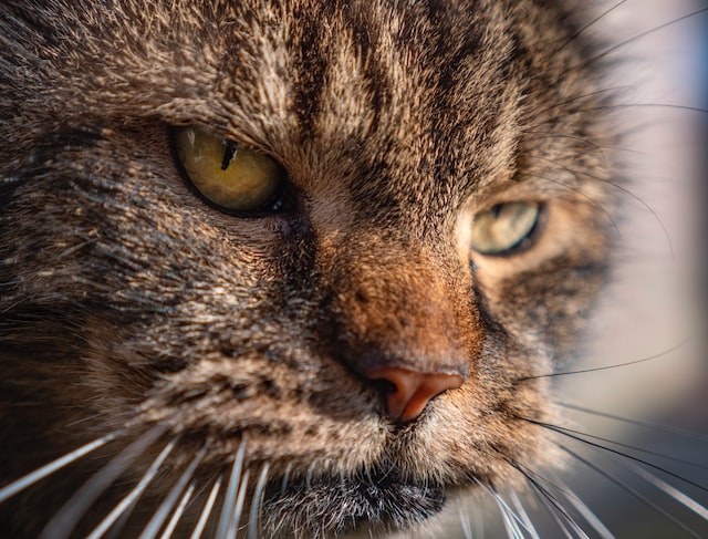 Close-up of an old cat. Find out about cat age in human years 