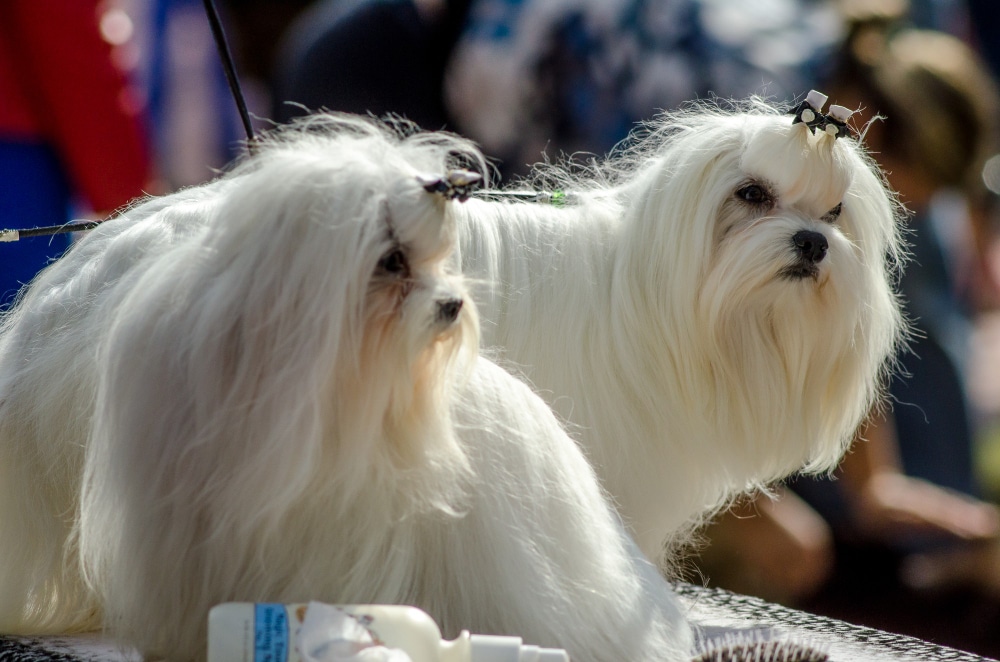 two groomed maltese dogs with long hair