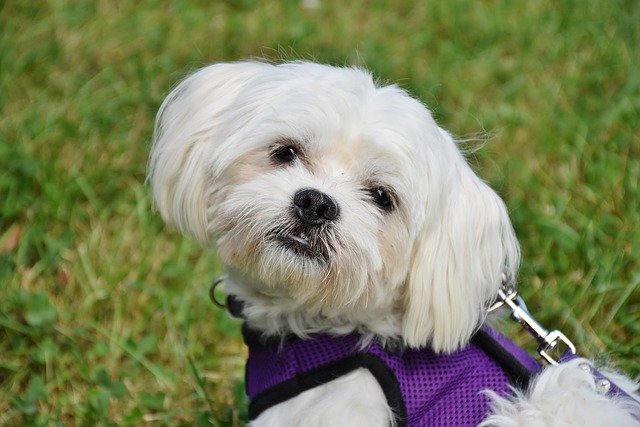 maltese dog in purple harness