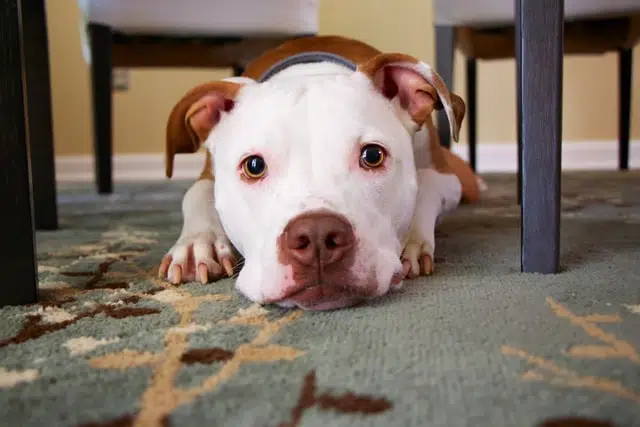 anxious brown and white pitbull lying under table. Anxiety can cause obsessive compulsive behaviour in dogs
