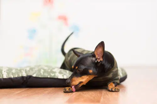 miniature pinscher licking paw which can be a sign of obsessive compulsive disorder in dogs
