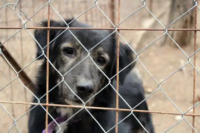 brown dog in shelter looking for foster home