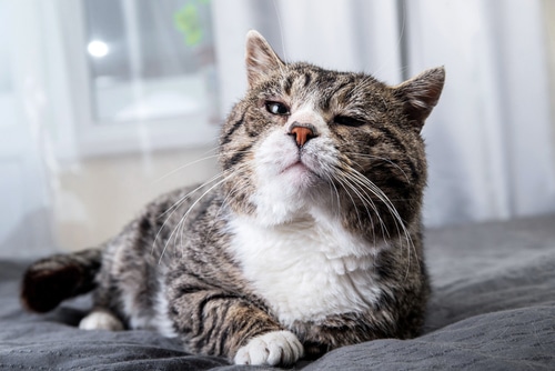 Tired old gray tabby cat with green eyes. Find out about cat age in human years 