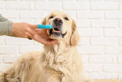 A person is performing dog teeth cleaning by brushing a dog's teeth with dog toothpaste.