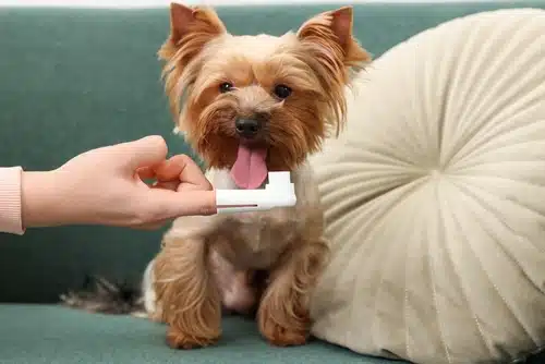 A dog is being petted by a person on a couch after a session of dog teeth cleaning.