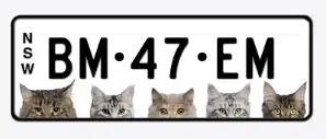 cat faces on a number plate 