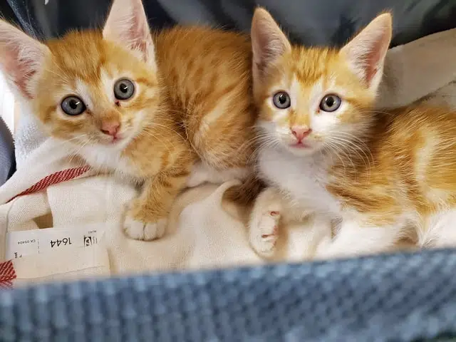 Two ginger kittens in basket ponder the conundrum of desexing cats