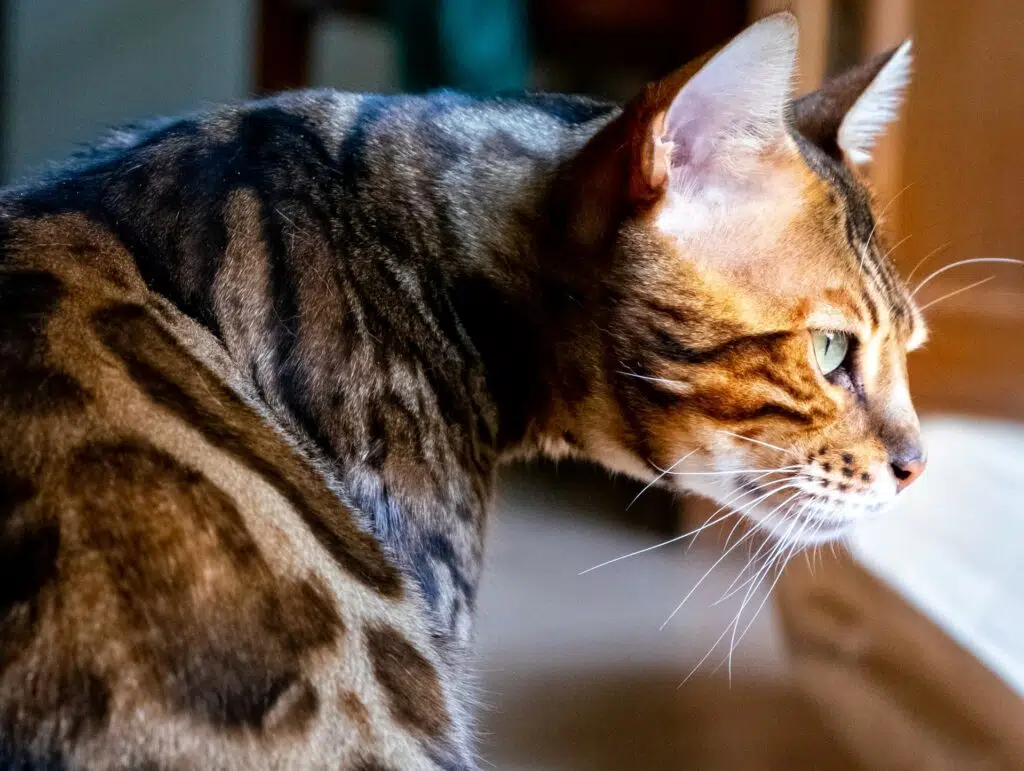 The Bengal cat has Leopard cat in it's DNA