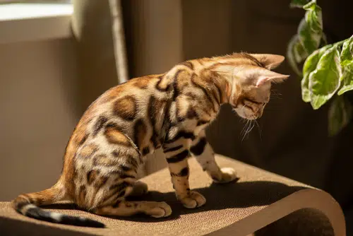 A young Bengal cat sitting on a stool in the sun