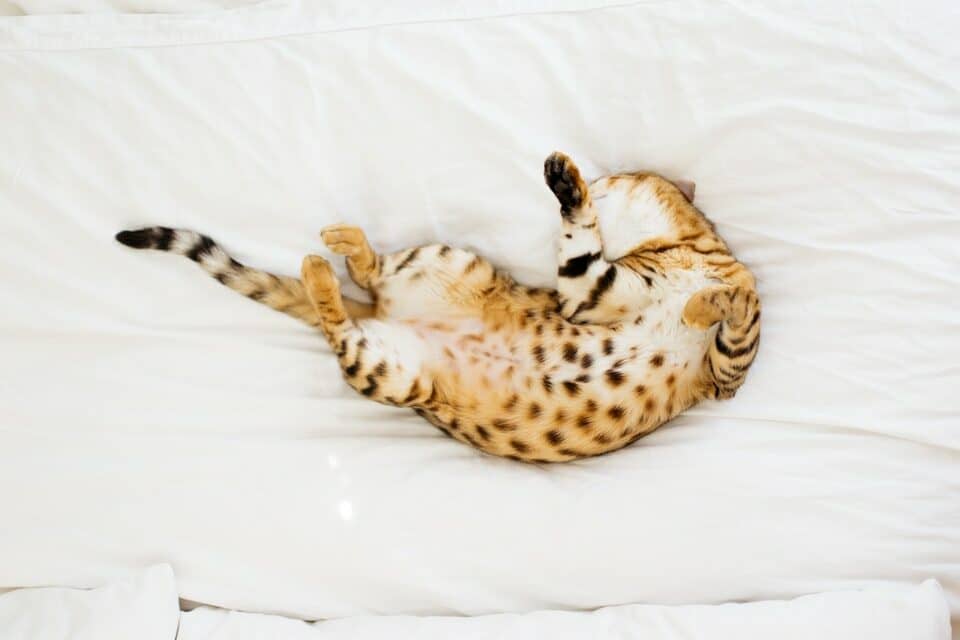 A Bengal cat lying on a bed, tummy facing up