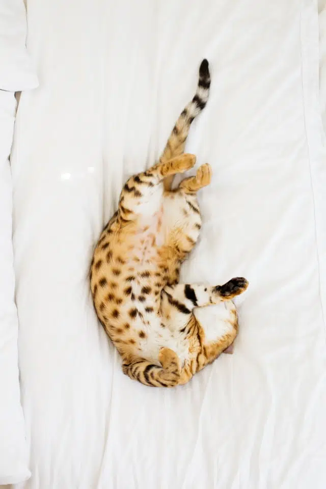 A Bengal cat lying on a bed, tummy facing up