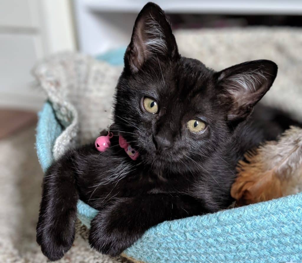 Adopt a black cat on Black Cat Appreciation Day