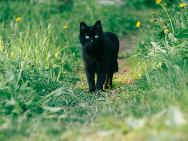 A black cat is celebrated on Black Cat Appreciation Day