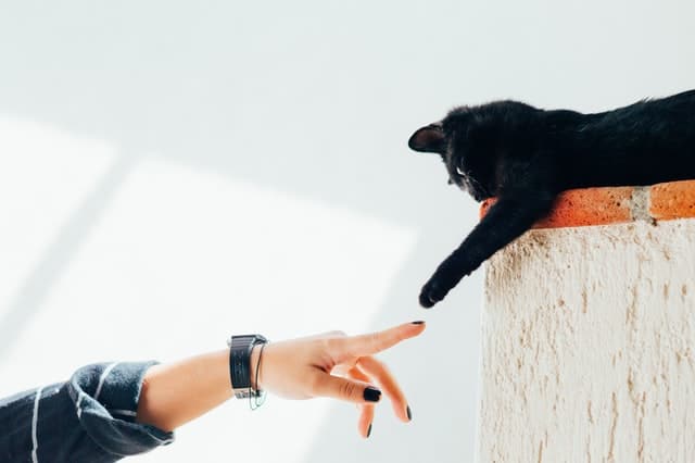 A black cat celebrates Black Cat Appreciation Day