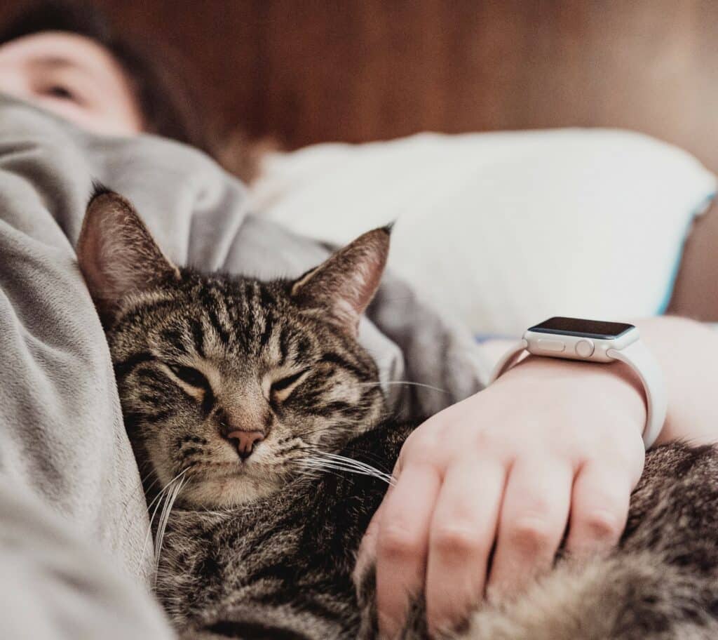 cats are animals that can get coronavirus from people