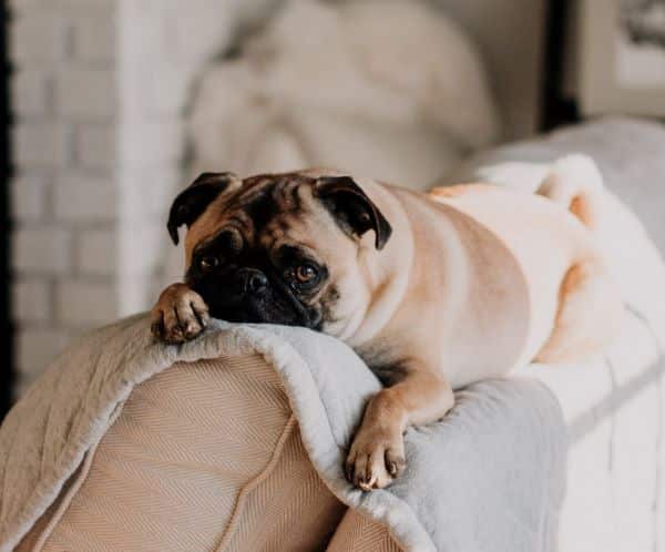 Can animals get coronavirus - yes this pug has it.